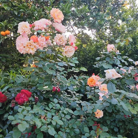 Il Giardino Di Athena 1 アパート *